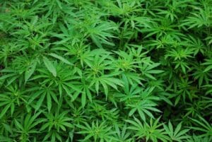 Un tribunal kényan rejette la légalisation du cannabis