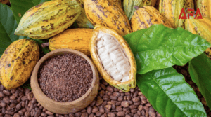 Côte d'Ivoire : le prix du cacao fixé à un niveau record