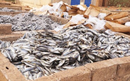 Burkina : 13 tonnes de poissons avariés transformés en engrais