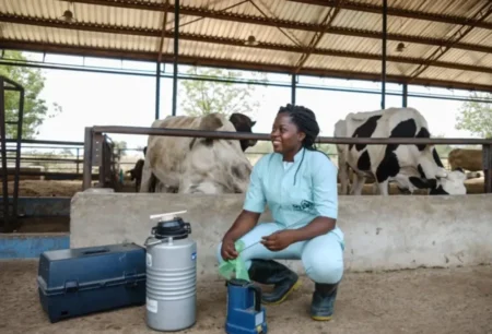 Partenariats Nigéria/Brésil pour l’industrie de l’élevage