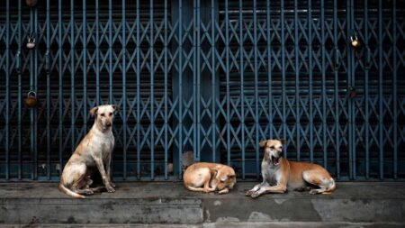 Egypte : alerte sur l’explosion du nombre de chiens errants