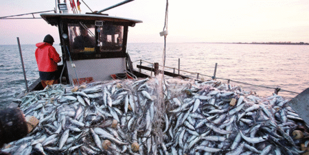 FAO/alerte : surexploitation marine en Afrique de l’Ouest