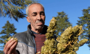 Maroc : première exportation de cannabis médical en Australie