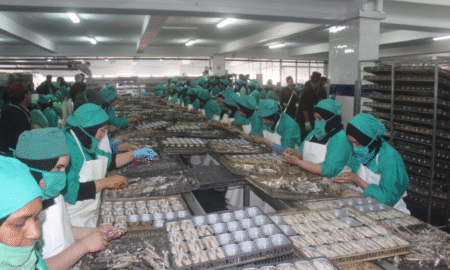 Maroc : leader africain des exportations d’anchois préparés