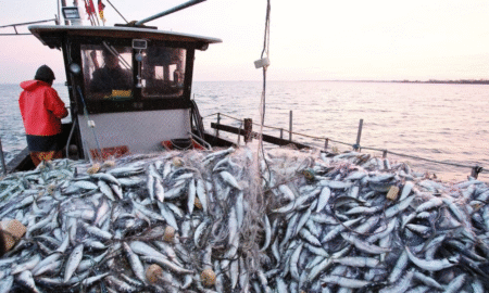 La NOAA valide la conformité des pêcheries du Maroc aux normes US