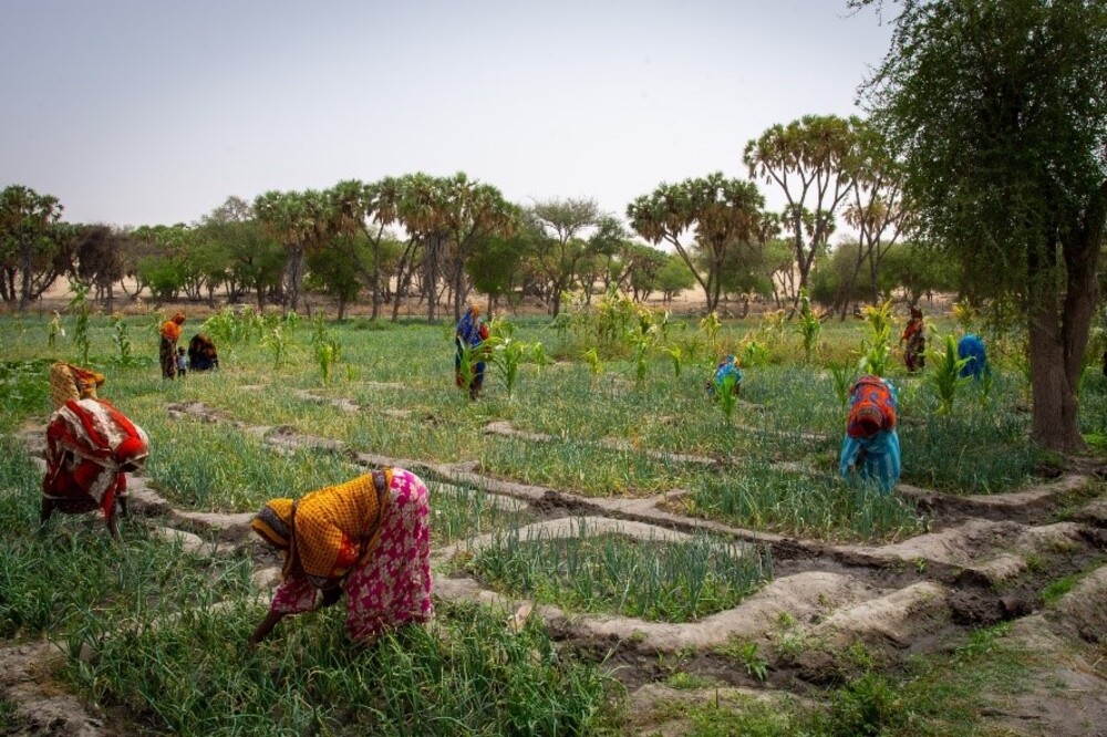 Tchad : le Code pastoral de la discorde