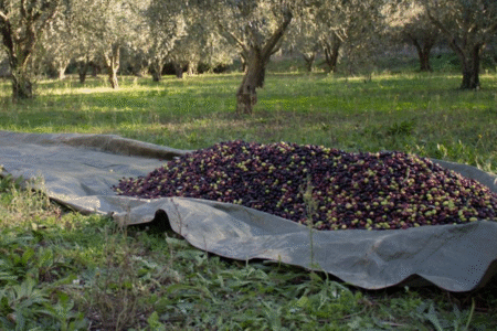 Huile d’olive : le Maroc mise sur une production record en 2025