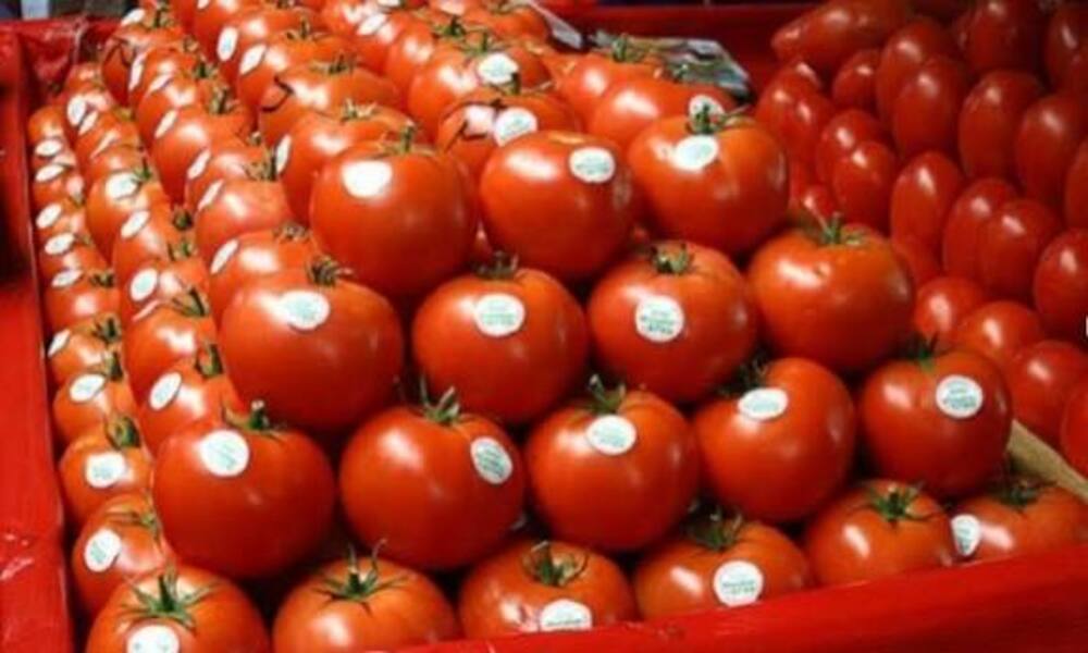 Une campagne média infondée en Europe contre la tomate marocaine (Apefel)