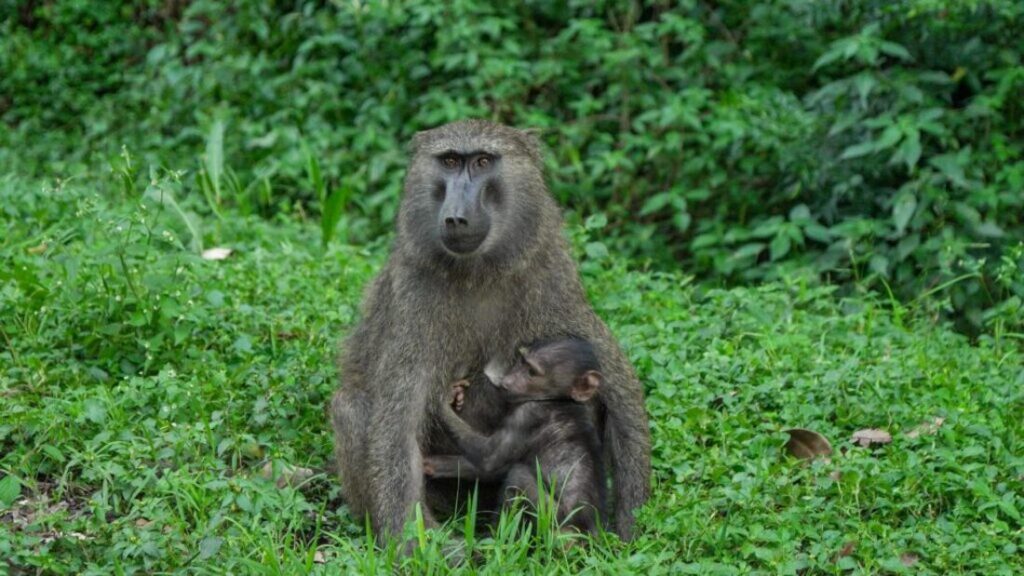 Ouganda : protection des babouins après le rapt mortel d’un bébé