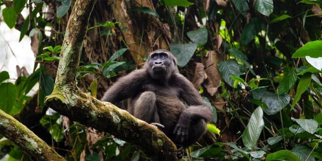 La BM pour la libération du potentiel des forêts du bassin du Congo