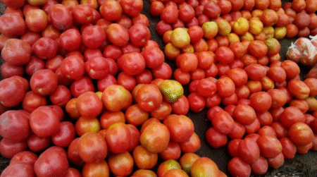 Les Camerounais confrontés à la flambée du prix de la tomate