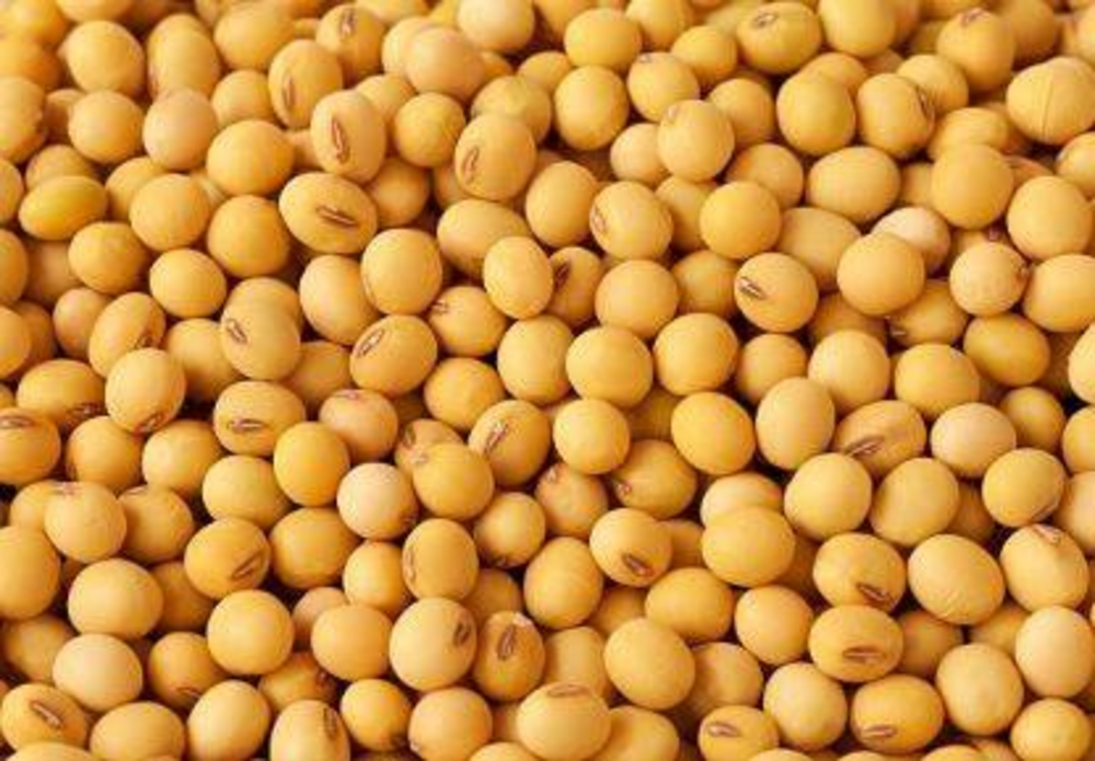 Togo/Soja : le prix plancher à 220 F CFA/kg pour 2025-2026