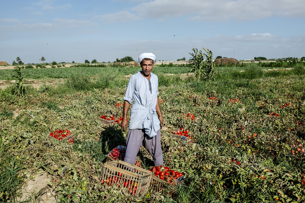 Afrique du Nord : la FAO alerte sur la vulnérabilité alimentaire