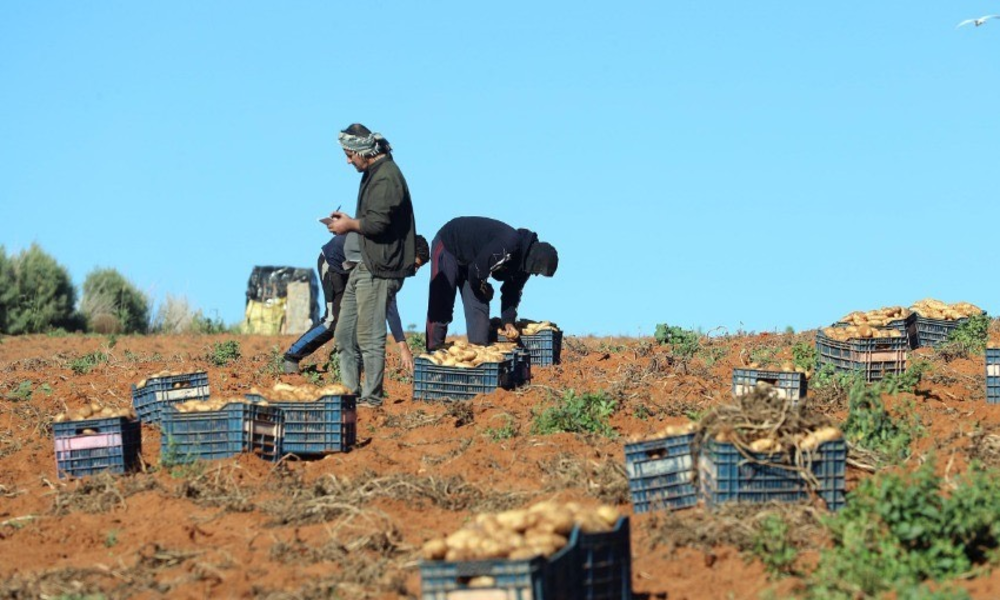 Algérie : défi du stockage agricole et fragilités structurelles