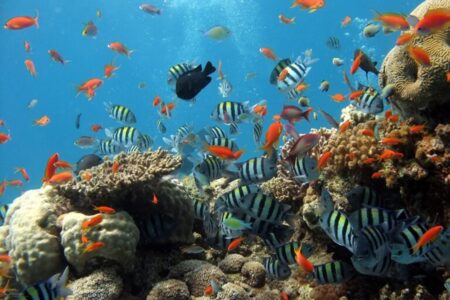 Kenya : des investissements confirmés pour les récifs coralliens