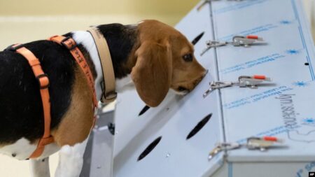 Addis-Abeba : des chiens renifleurs bientôt déployés à l’aéroport