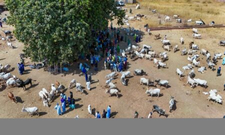 Afrique de l’Ouest : coalition contre le vol de bétail