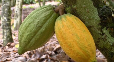 Cacao ivoirien: le calendrier des campagnes de vente modifié