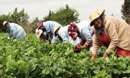 Tunisie : 515 millions de DT d’investissements agricoles en 2025