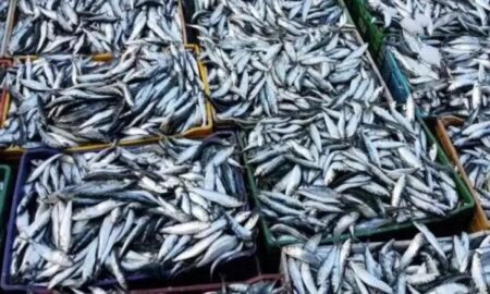 Maroc : restriction temporaire de l’exportation de la sardine