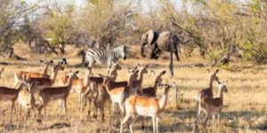 Botswana/inondations : fermeture de la réserve de Moremi