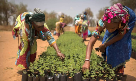 Sénégal : savoirs écologiques et propriété intellectuelle