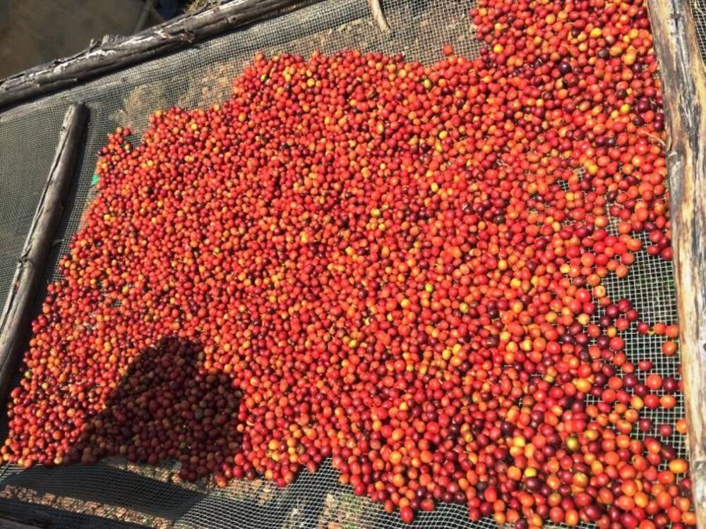 L’Ouganda pourrait interdire l’exportation de café non transformé