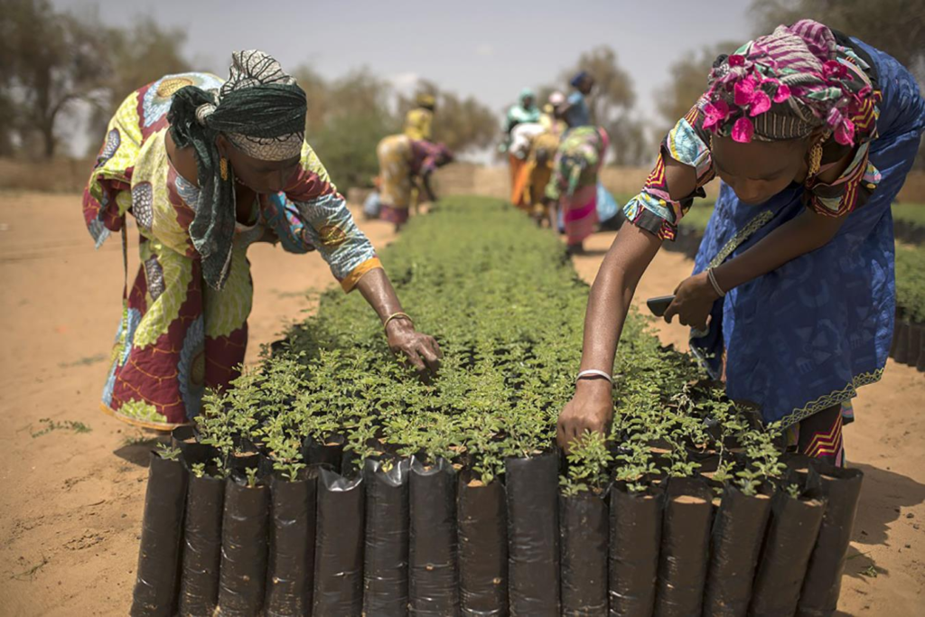 Sénégal : le projet RIPOSTES fait cap sur des résultats durables