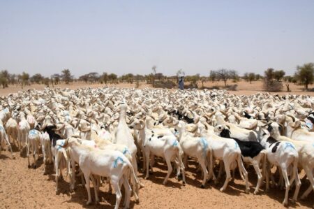 Le Sénégal enregistre 584 418 moutons à l’approche de la Tabaski