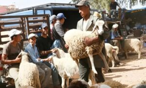Aid al-Adha au Maroc: hausse des prix, offre de bétail suffisante