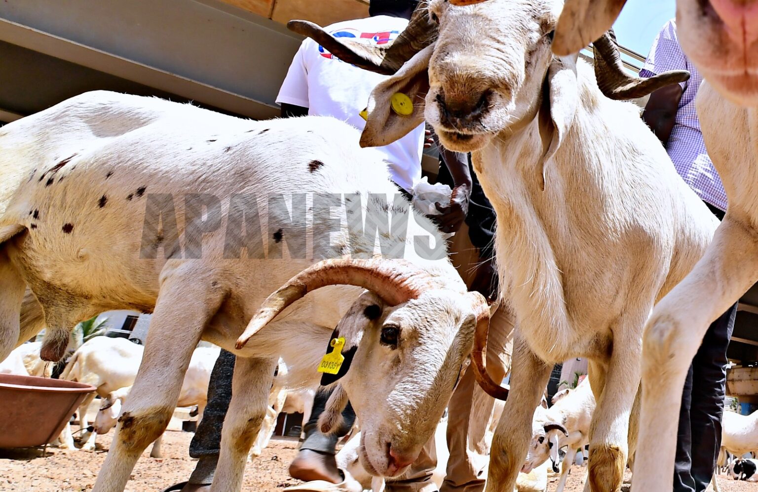 Tabaski 2026 : à Dakar, le mouton acheté dort chez l’éleveur
