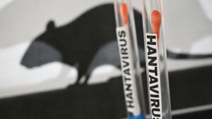 Hantavirus : appel à renforcer la surveillance en Afrique