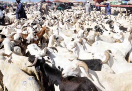 Tabaski 2026 : déjà plus de 390 000 moutons recensés au Sénégal