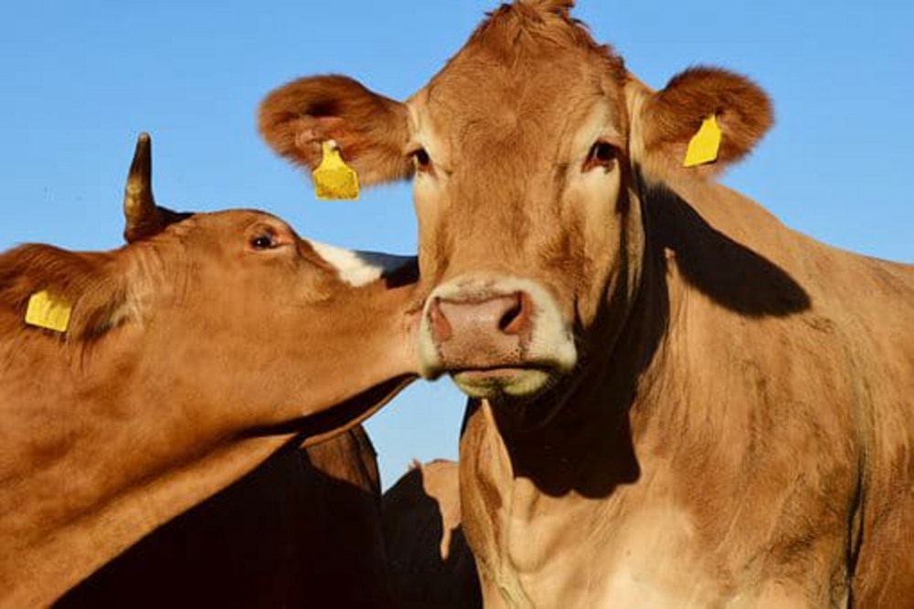Botswana : fièvre aphteuse maîtrisée, restrictions maintenues