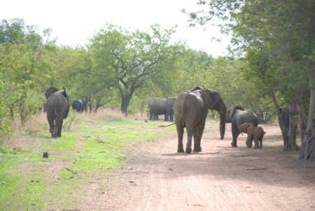 Burkina : alerte à la présence d’éléphants sur les grands axes routiers