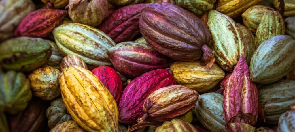 Cacao : Abidjan et Accra harmonisent leurs prix