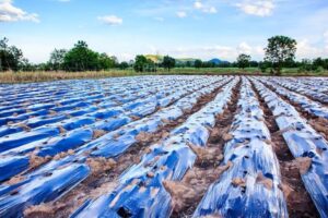 Afrique : réduire la pollution plastique dans l’agriculture (FAO)