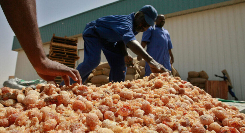 Soudan : la gomme arabique soutient l’économie de guerre (ONU)