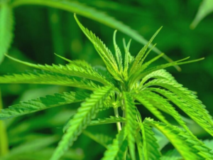 Botswana : le chanvre industriel bientôt cultivé à l’échelle commerciale