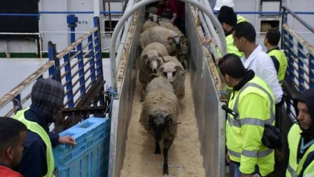 Alger : 13 personnes écrouées dans l’affaire des moutons de l’Aïd
