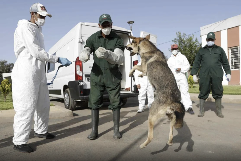 Maroc : un nouveau cadre légal pour les animaux errants