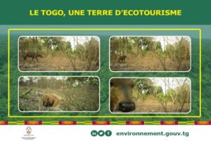 Togo : l’écotourisme au service de la conservation et du développement communautaire