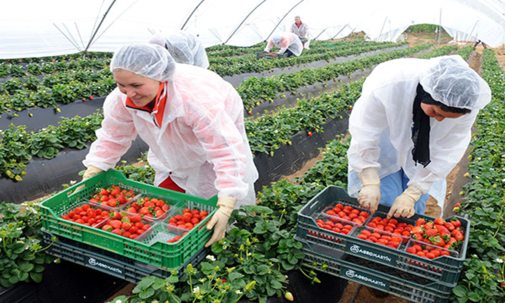 Maroc : le financement agricole mixte cité en exemple par le STDF