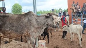 Burkina : le numérique des animaux contre le vol de bétail