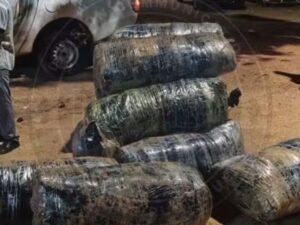 Sénégal : saisie de 375 kg de chanvre indien à Mbodiène