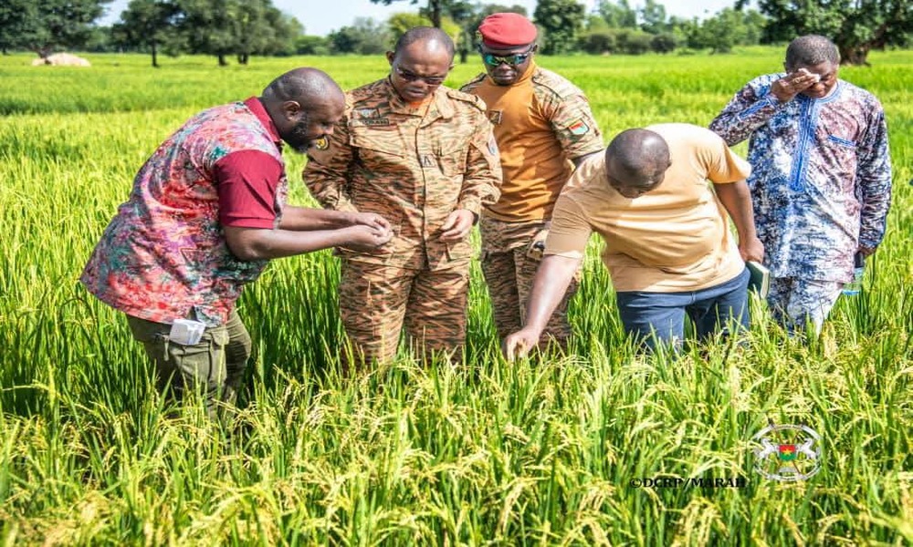 Sécheresse : 20 000 hectares menacés au Burkina