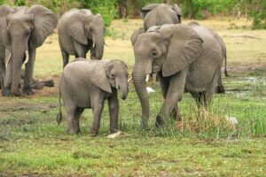 Botswana : campagne de promotion touristique pour les petites entreprises