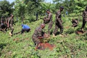 Kenya : l’armée plante 20 000 arbres