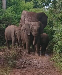 Côte d’Ivoire : recrudescence des conflits homme-éléphant