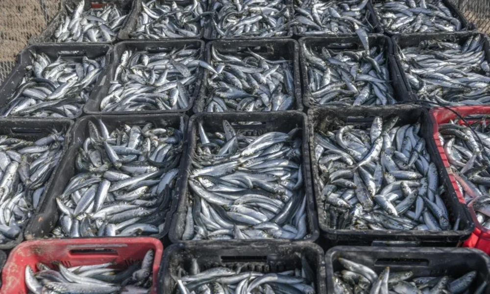 Pêche marocaine: alerte au virus pour les sardines sud-africaines